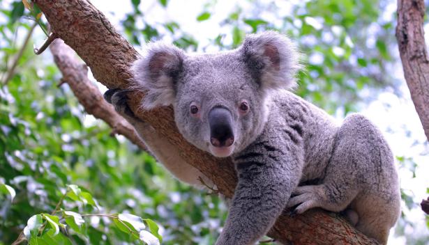 Comment le koala a frôlé l'extinction