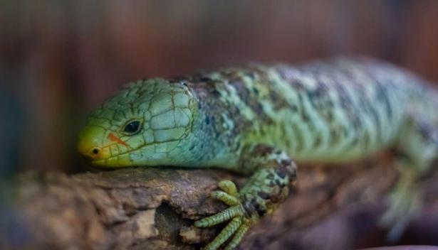 Son sang, ses os et ses muscles sont verts... et on ne sait pas pourquoi