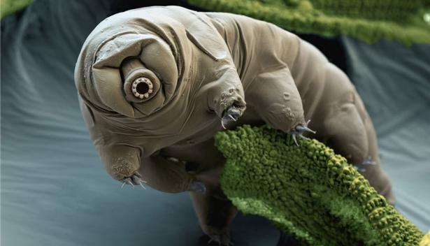 Des chercheurs ont mis des tardigrades dans du sol martien : ils n'ont pas aimé